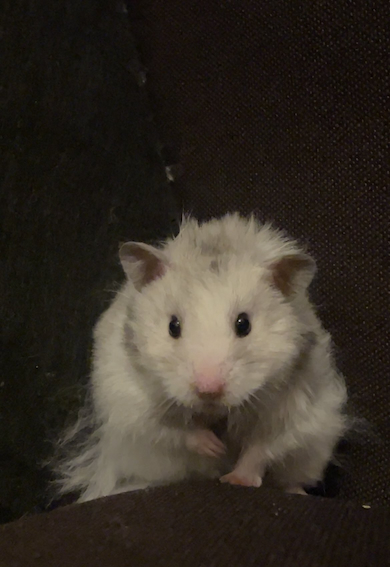 毛づくろいが下手なぷっぷくん