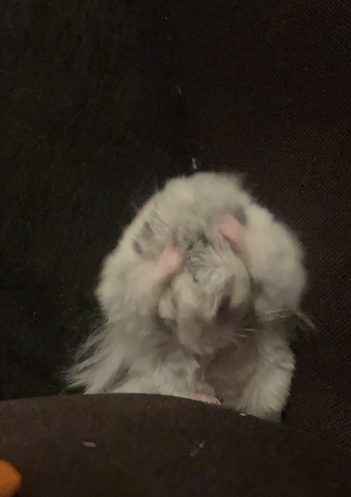 毛づくろいが下手なぷっぷくん