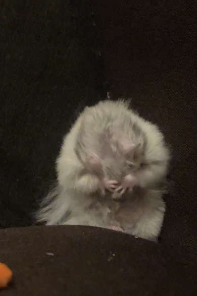 毛づくろいが下手なぷっぷくん