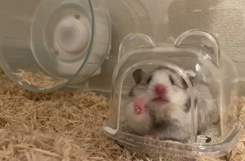 ぷっぷくんの肉球