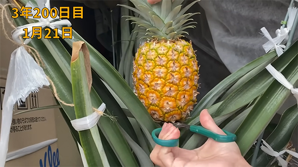 3年と200日目、ついに収穫の日です