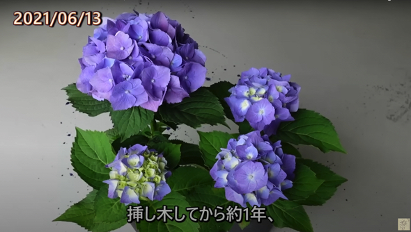 見事、紫の花を咲かせることに成功