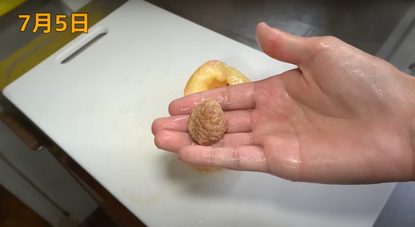 桃の中にある種の殻