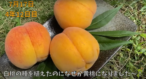 マンゴーみたいです！