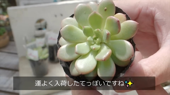 購入時のピンクルルビー