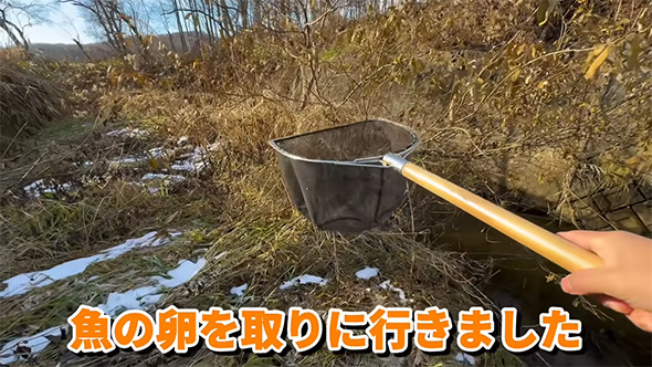 魚の卵を取りに行きました