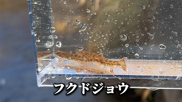 フクドジョウ