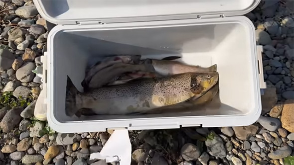 クーラーボックスの中身