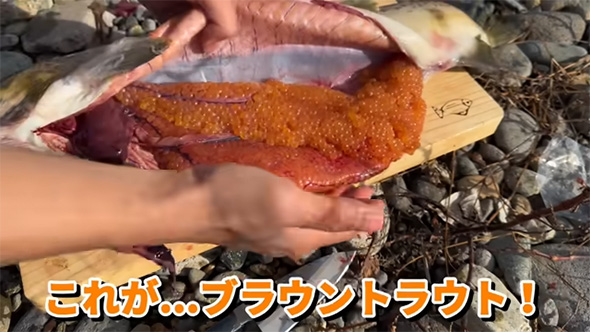 これがブラウントラウト