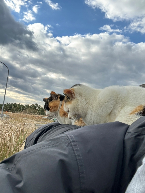 猫写真家・沖昌之