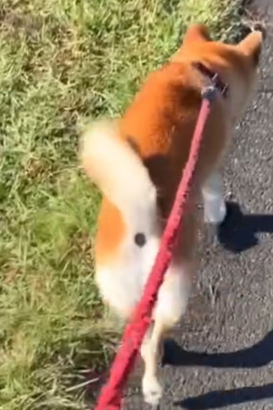 お散歩中の柴ワンコ