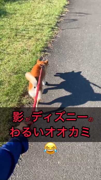 お散歩中の柴ワンコ