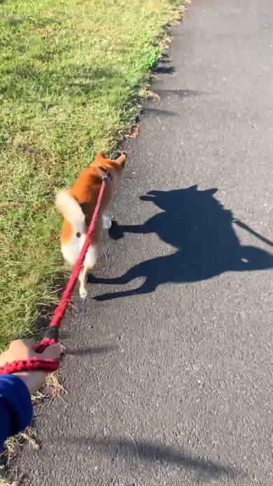 お散歩中の柴ワンコ