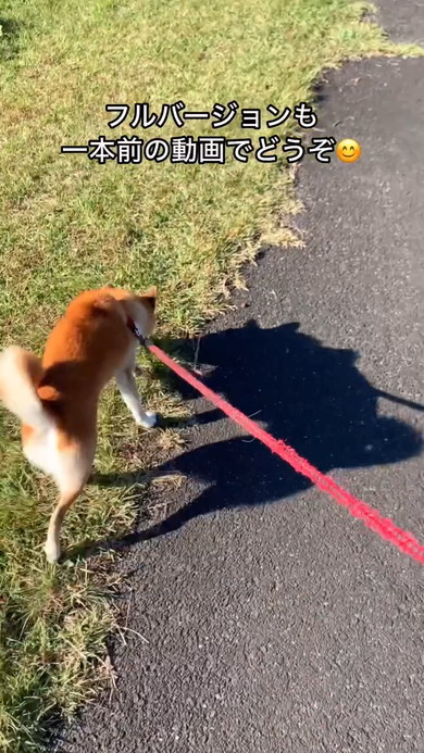 お散歩中の柴ワンコ