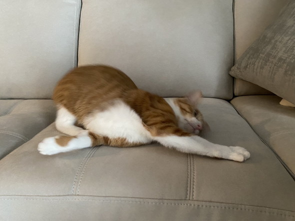 ソファでくつろぐ猫ちゃん