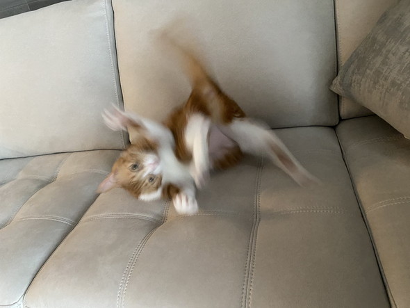 静電気と戦う猫ちゃん