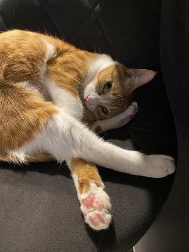 椅子の上でくつろぐ猫ちゃん