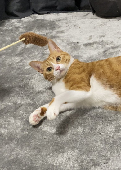 遊んでいる猫ちゃん