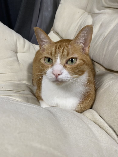 ソファで落ち着く猫ちゃん