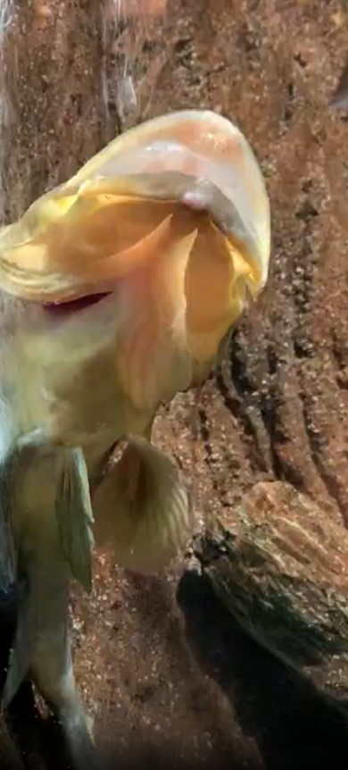 キジハタの謎行動