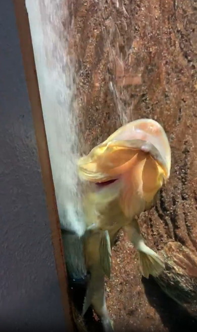 キジハタの謎行動