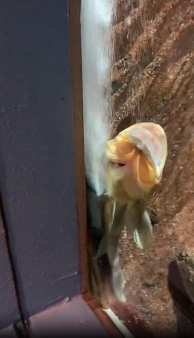 キジハタの謎行動