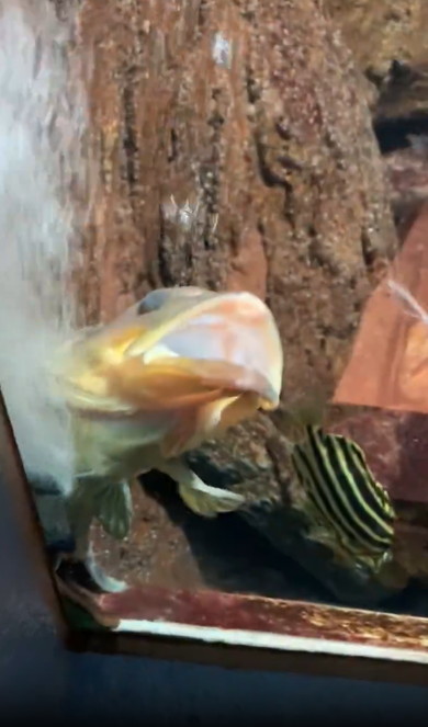 キジハタの謎行動