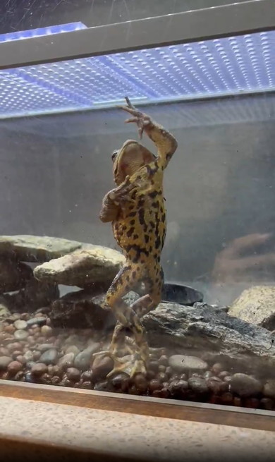 ナガレヒキガエル