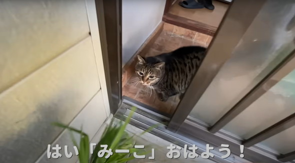 実家で一人暮らしをしている猫ちゃん