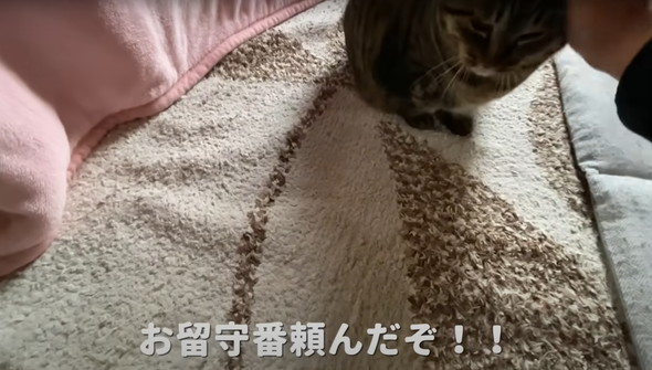 実家で一人暮らしをしている猫ちゃん