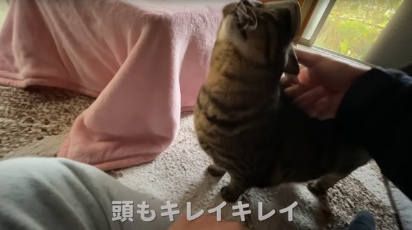 実家で一人暮らしをしている猫ちゃん