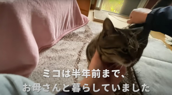 実家で一人暮らしをしている猫ちゃん