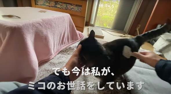 実家で一人暮らしをしている猫ちゃん