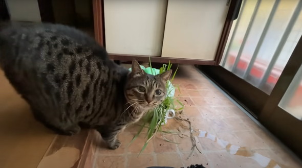 実家で一人暮らしをしている猫ちゃん