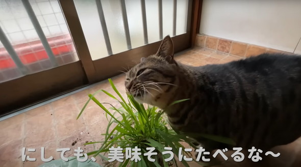 実家で一人暮らしをしている猫ちゃん