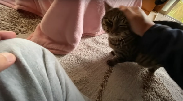 実家で一人暮らしをしている猫ちゃん