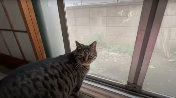 実家で一人暮らしをしている猫ちゃん