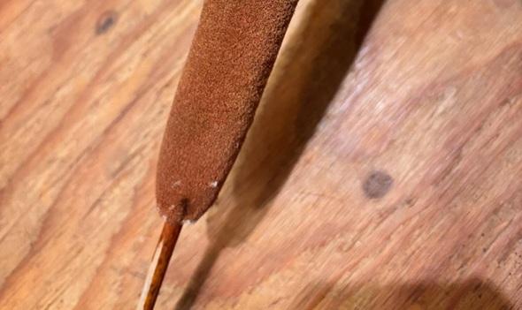 息子が沼地で拾ってきたフランクフルトのような物体