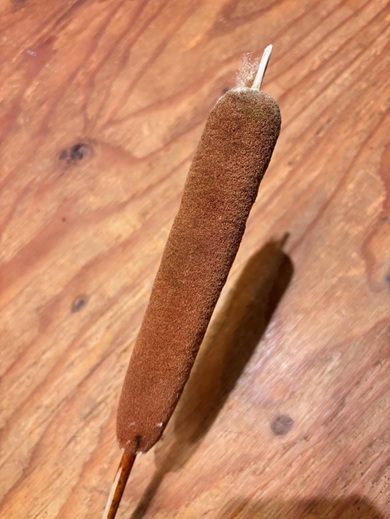 息子が沼地で拾ってきたフランクフルトのような物体