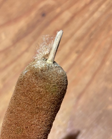 息子が沼地で拾ってきたフランクフルトのような物体には綿毛が詰まっている
