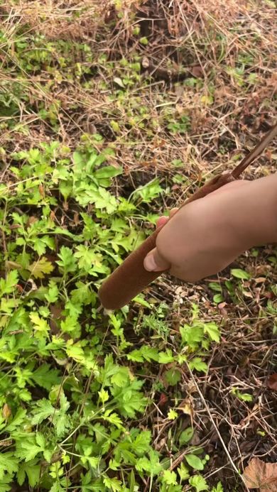 拾ってきたガマの穂を握り綿毛を放出させる