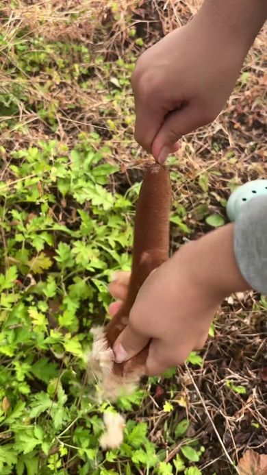 ガマの穂を握ったことで先端から綿毛が出てきた