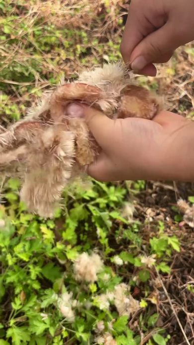 ガマの穂から大量に出てくる綿毛