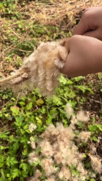 ガマの穂から大量に出てくる綿毛