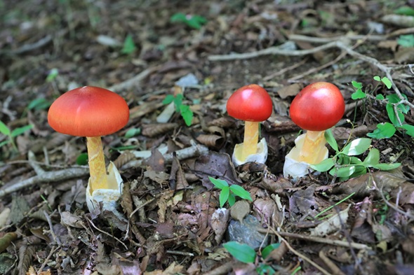 タマゴタケの写真