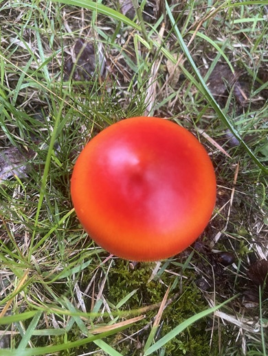 つややかで真上から見るとトマトにしか見えないタマゴタケ