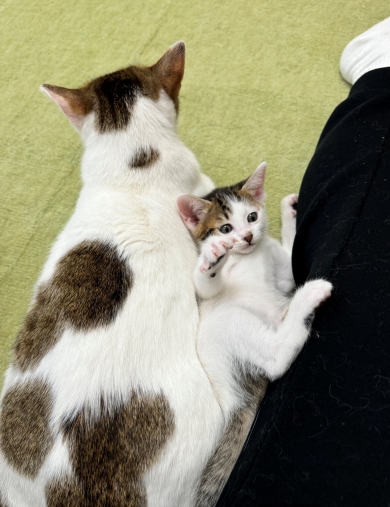 保護猫のおでん