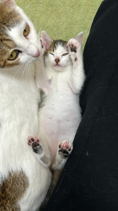 保護猫のおでん