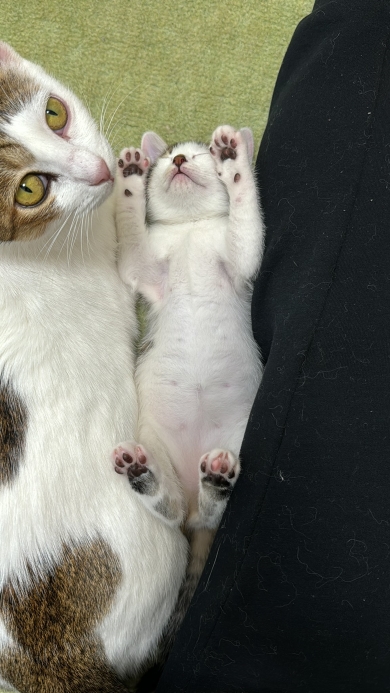 保護猫のおでん