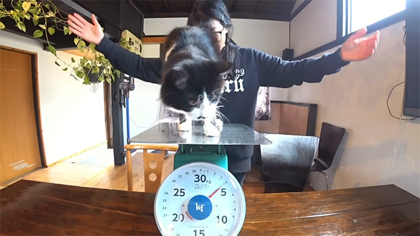 腕を広げて猫の体重測定